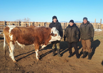 Искусственное осеменение