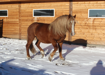 Коневодство
