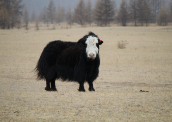 Перспективы племенного яководства в Окинском районе