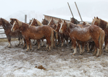 С 18 по 21 ноября 2021 специалисты ФГБНУ «ВНИИ коневодства» совместно с сотрудниками Государственной племенной службы Республики Бурятия, обследовали поголовье тяжеловозных лошадей Республики