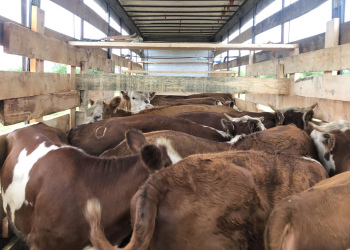 Племенная продажа в Республику Казахстан.