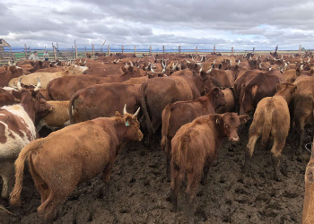 Копия Идентификация молодняка.