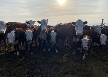 Правительством подготовлен законопроект о создании информационно-аналитической системы, в которую будут вноситься сведения о регистрации племенных животных. На платформе также будут вести уче