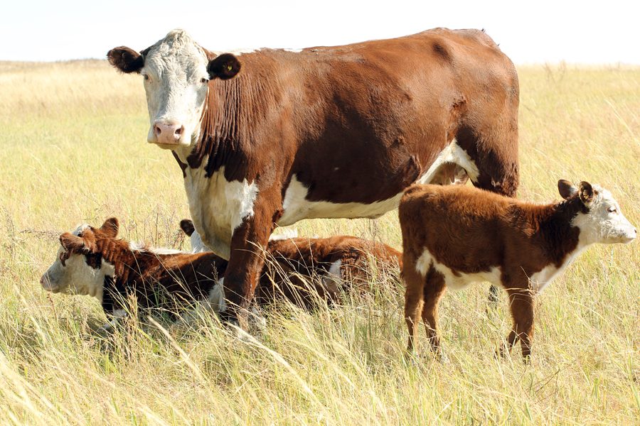 Информация о прайсах семени, эмбрионов и их поставщиков